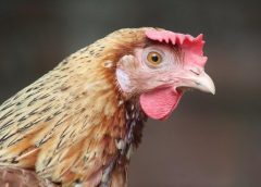 storeys chicken guide